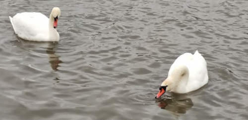 Риболовля та відпочинок на ставку в селі Андрусівка у Рівненській області
