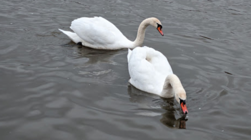 Риболовля та відпочинок на ставку в селі Андрусівка у Рівненській області