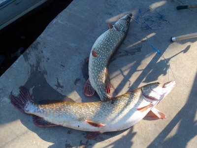 Рыболовная база «Ловись Рыбка»