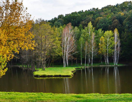 Озеро «Fish Forest»