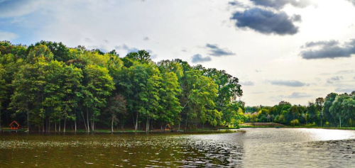 Озеро «Fish Forest»