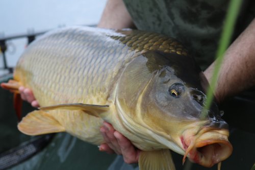 Риболовля на спортивній водоймі «ОСТРІВ»