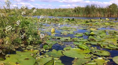 Днепровское военное охотничье хозяйство