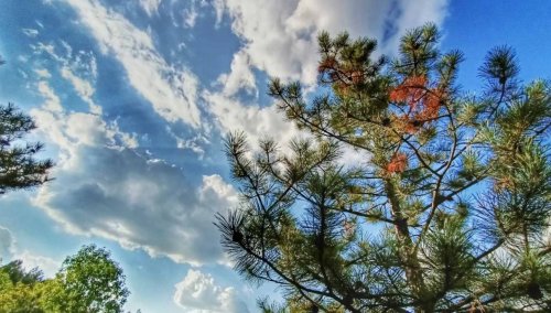 Рибалка на Федорівському ставку 