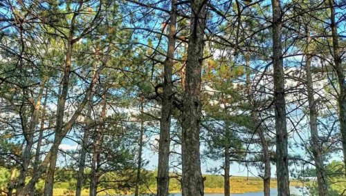 Рибалка на Федорівському ставку 