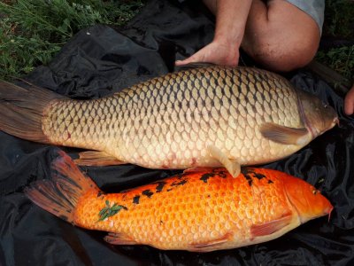 Рибне господарство: Надія в Одеській області