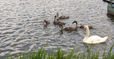 Рибалка на озері Цукерня, с. Якушинці у Вінницькій області