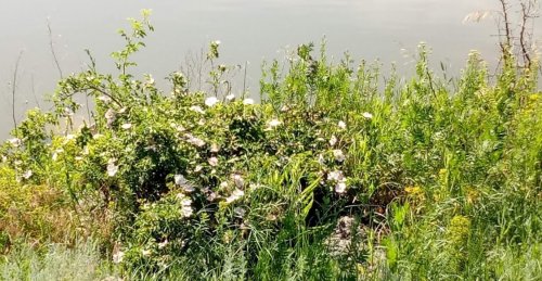 Рибалка біля села Басань у Запорізькій області