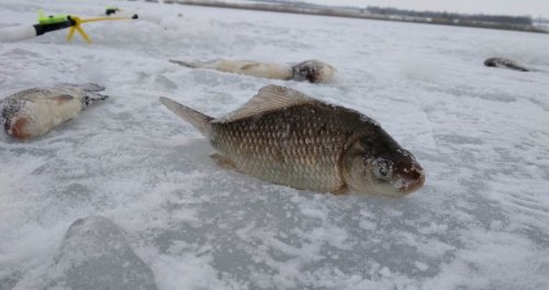 Риболовля біля села Дахно у Запорізькій області