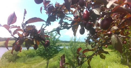 Риболовля біля села Дахно у Запорізькій області