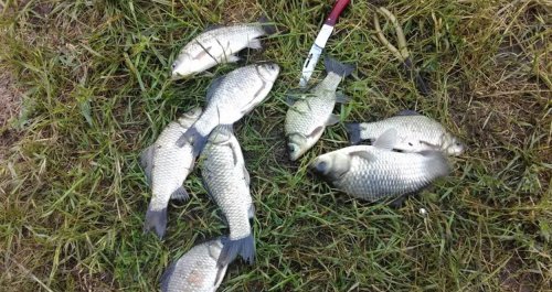 Риболовля біля села Дахно у Запорізькій області