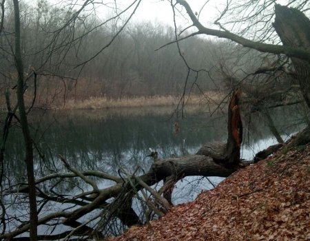 Рибалка на ставку с. Вільне Дніпропетровської області