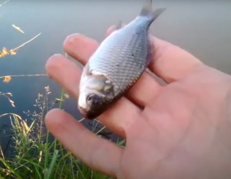 Рибалка в селі Гришине Донецької області