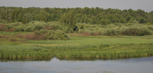 Два ставки біля села Коршів Волинської області