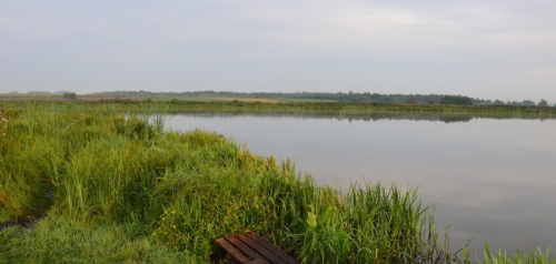 Два ставки біля села Коршів Волинської області