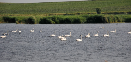 Два ставки біля села Коршів Волинської області