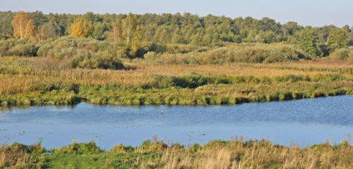 Два ставки біля села Коршів Волинської області