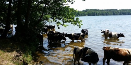 Озеро Дружби у Волинській області