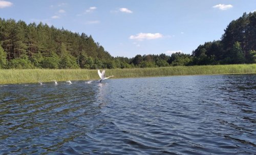 Озеро Острівне у Волинській області