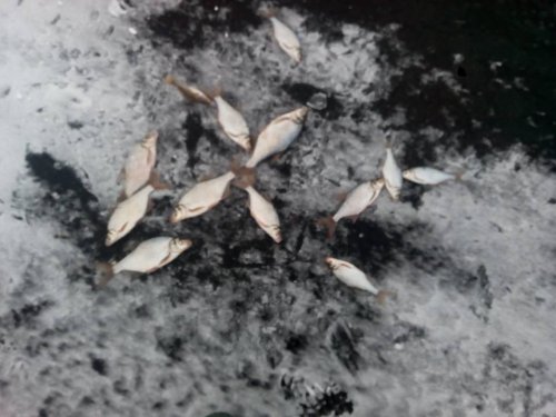 Озеро Панське у Волинській області