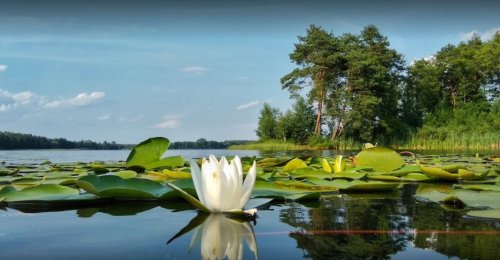 Озеро Пісочне біля Поліського у Волинській області