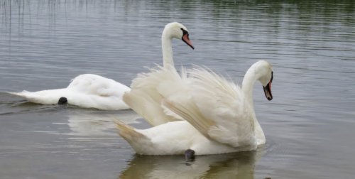 Озеро Пулемецьке у Волинській області