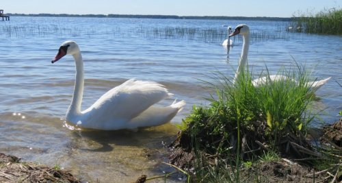 Озеро Пулемецьке у Волинській області