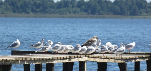 Озеро Пулемецьке у Волинській області