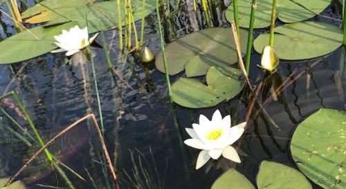 Озеро Соміне у Волинській області