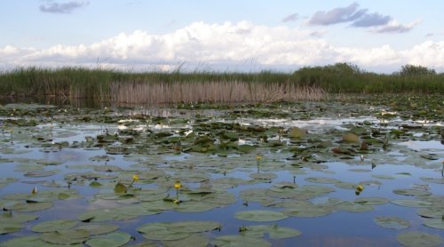 Озеро Турське у Волинській області