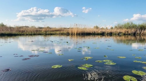 Озеро Турське у Волинській області
