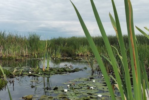 Озеро Турське у Волинській області
