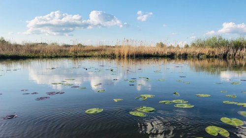Озеро Турське у Волинській області