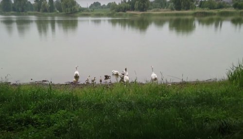 Озеро біля села Затурці Волинської області