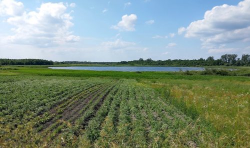 Озеро у Чорноплесі Волинської області