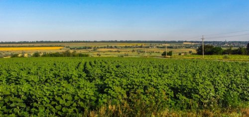 Рибалка на ставку в с. Чистопіль Дніпропетровської області