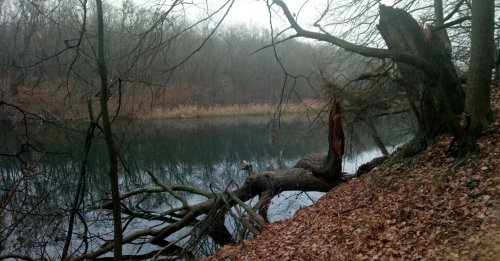 Рибалка на ставку с. Вільне Дніпропетровської області