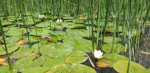Риболовля біля селища Скиби