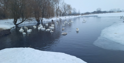 Риболовля біля села Оздов Волинської області