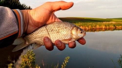 Рибалка у Привітному Волинській області