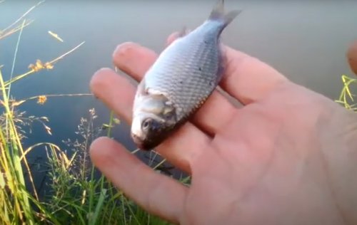 Рибалка в селі Гришине Донецької області