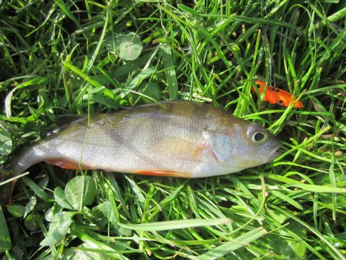 Рибалка у селі Підберез'я Волинської області