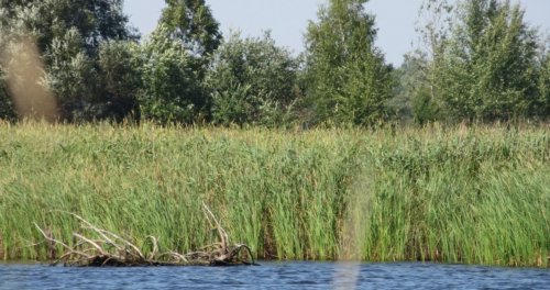 Рибне господарство Ладанка у Волинській області