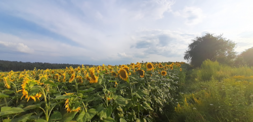 Став у селі Сьомаки Волинської області