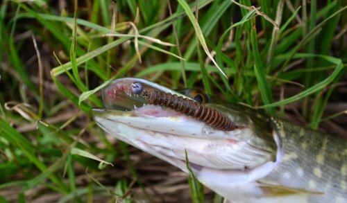 Воютін став у Волинській області