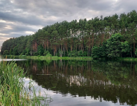 Риболовля та відпочинок на Швиридовському ставку