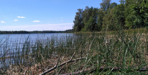 Озеро Червища у Волинській області