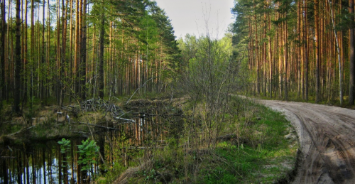 Озеро Червища у Волинській області