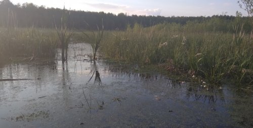 Озеро Нечимне у Волинській області