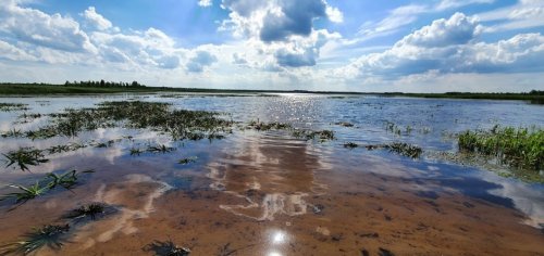Озеро Рогозне у Волинській області